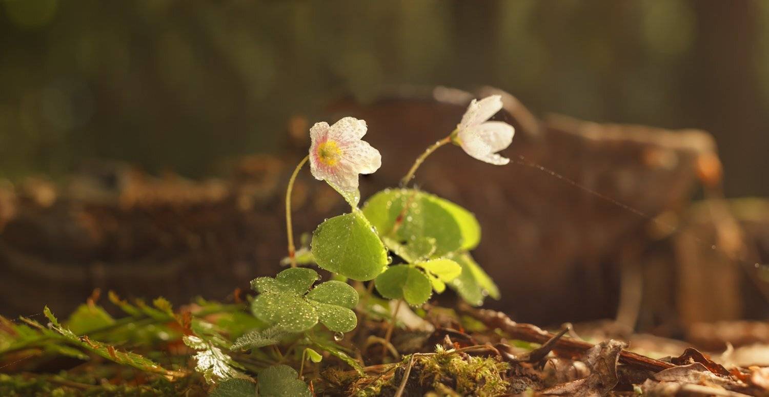 , Николай Андреев