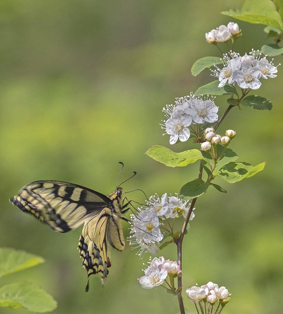 весна май махаон, Евгений Слободской