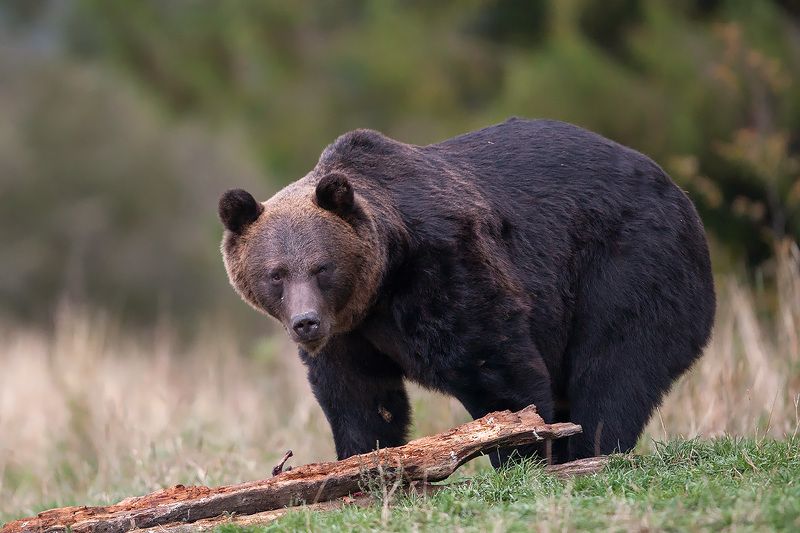 bear, brown, wildlife, bieszczady, poland Brown bear, Bieszczady Mountains фото превью