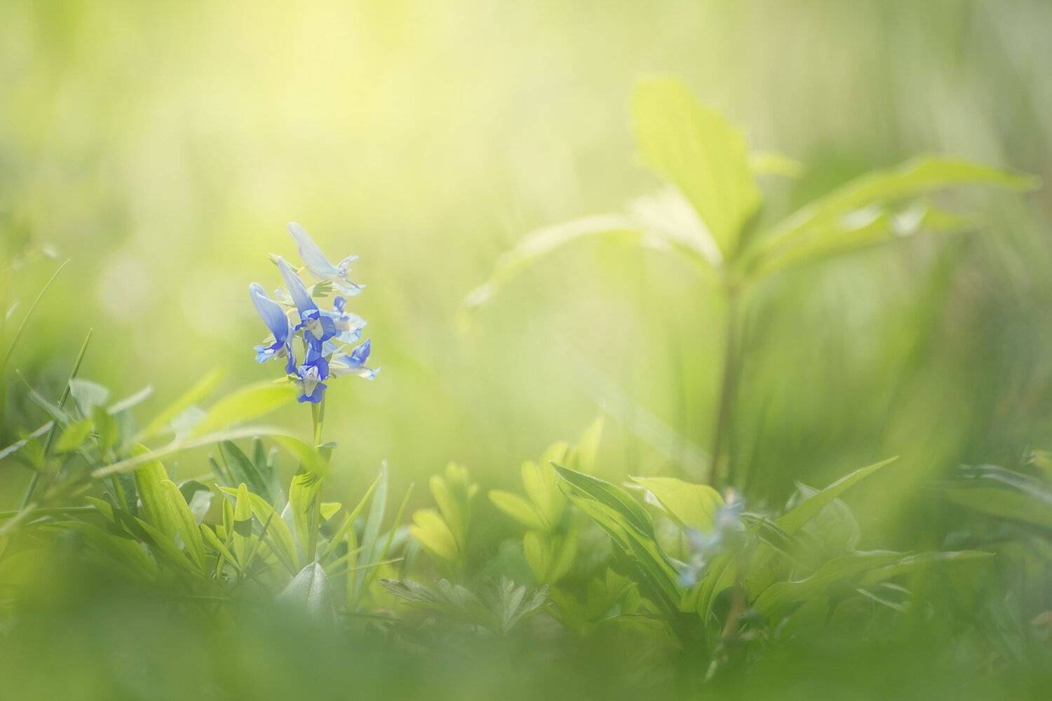 , Шинкарева Елена