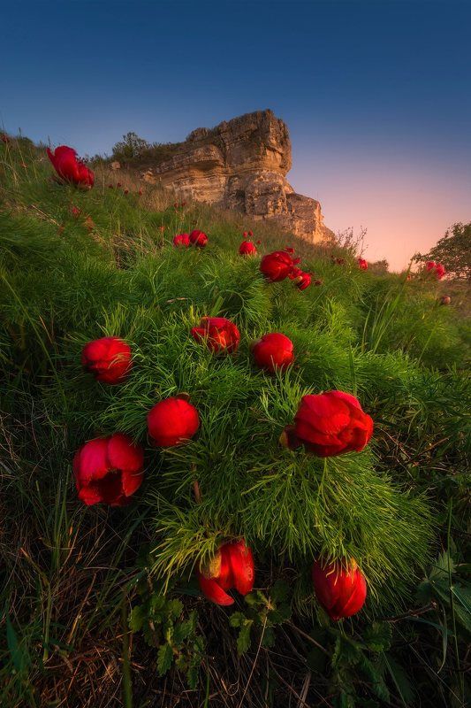 крым, пионы, весна в крыму, лето в крыму, отдых в крыму, горы, белая скала, туризм, путешествия, пейзаж, цветы, отдых  фото превью