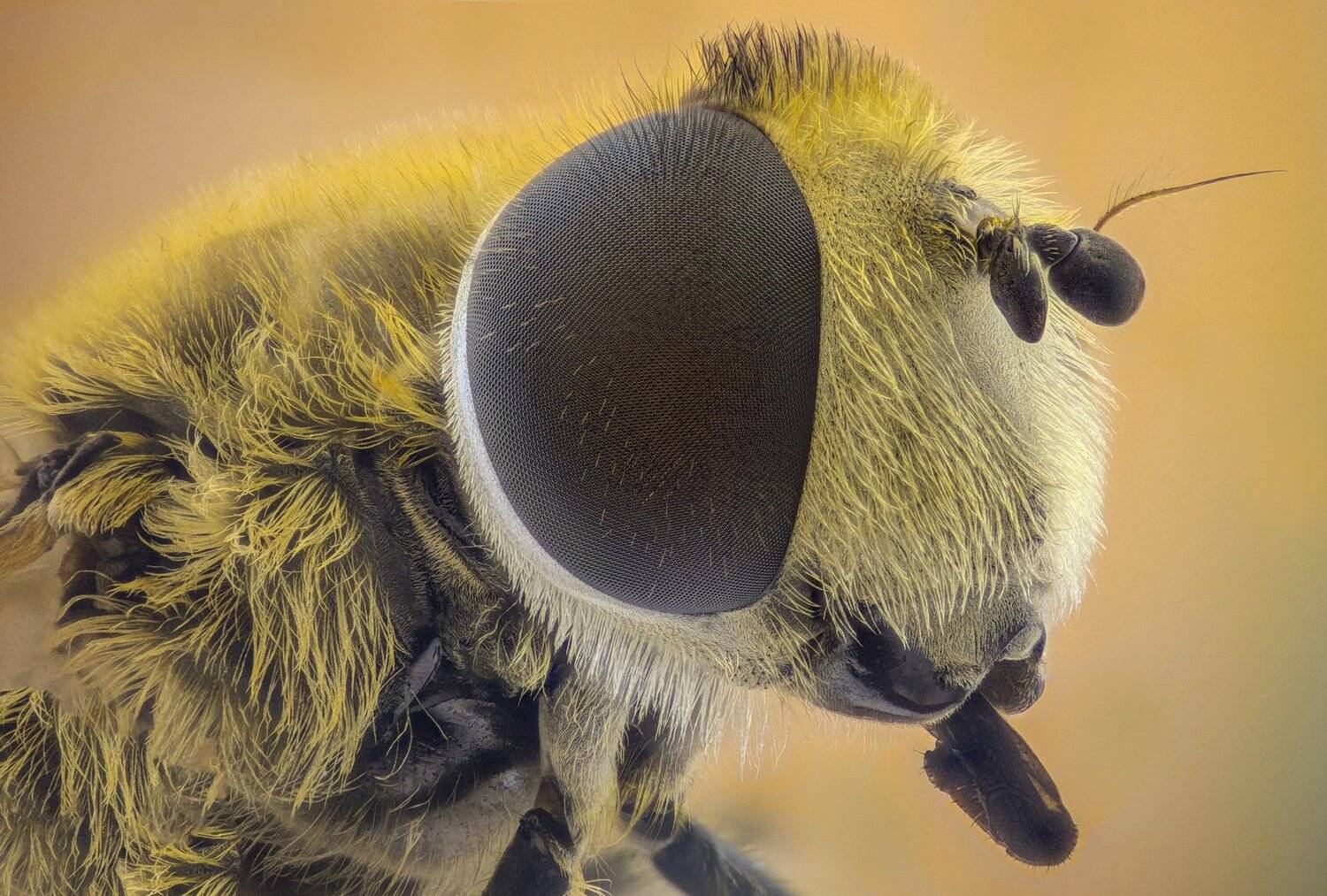 ceclii, macro, extrememacro, Tsvetan Ganev