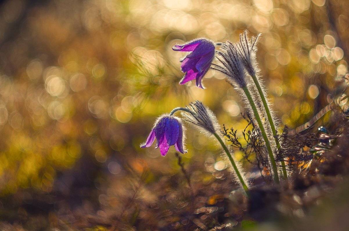 весна пострел цветы лес солнце май, Марина Мурашова