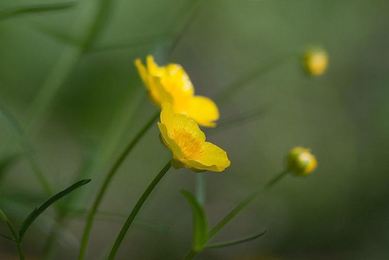 *** фото превью
