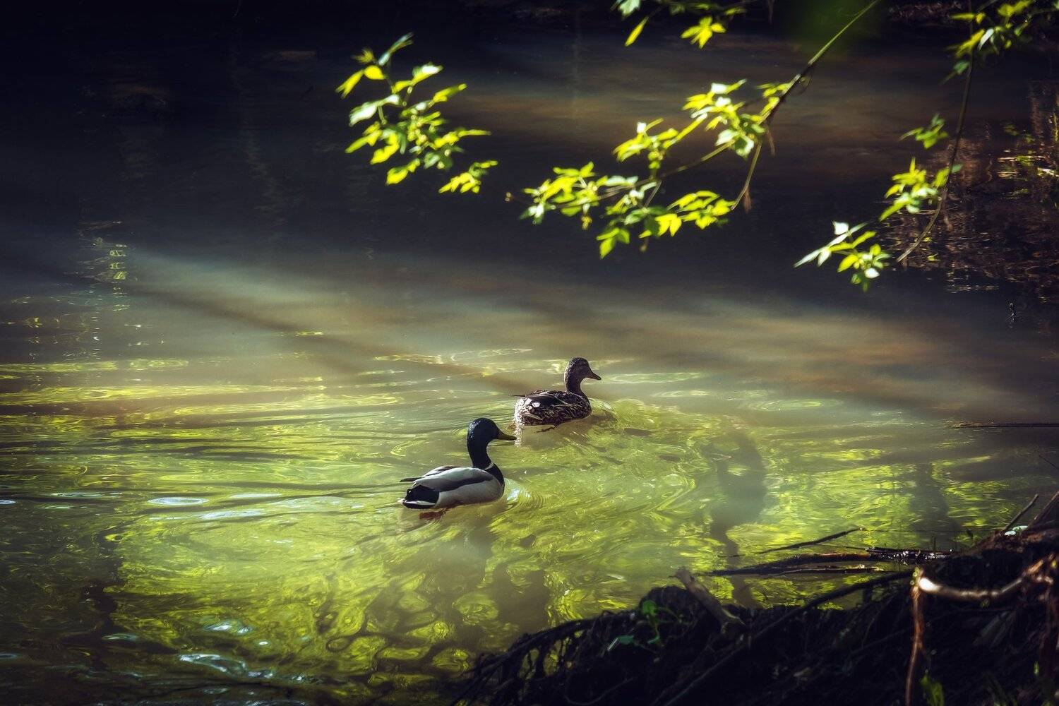 фото, природа, пейзаж, весна, утро, утки, Екатерина