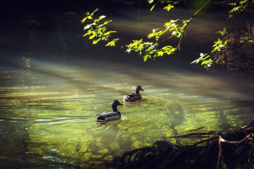 Утреннее свидание
