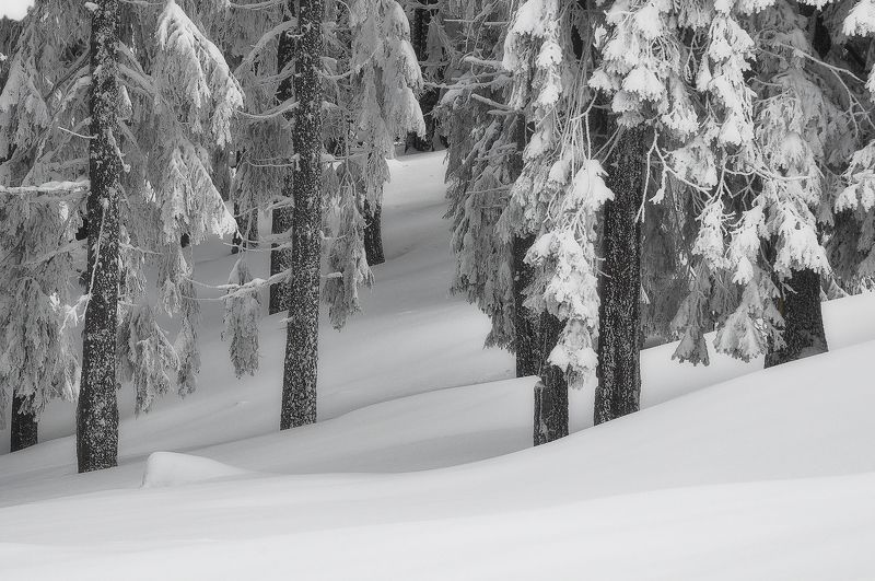 Dressed in white фото превью