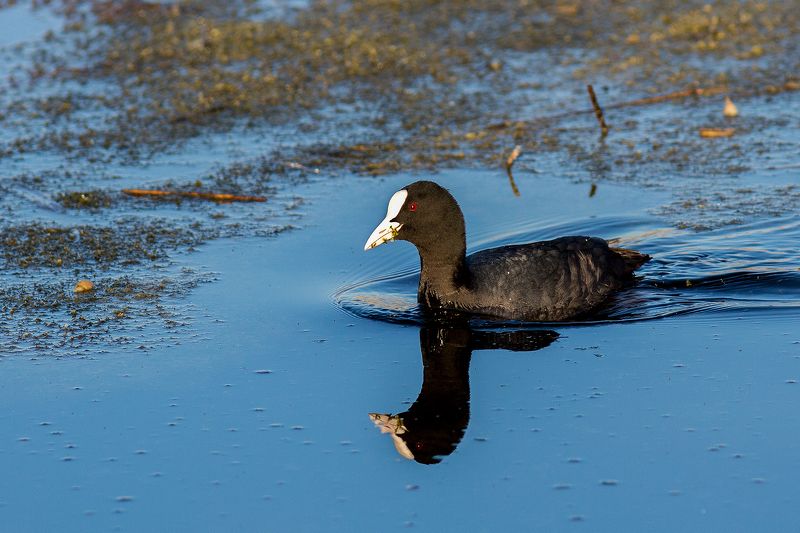 Лысуха фото превью