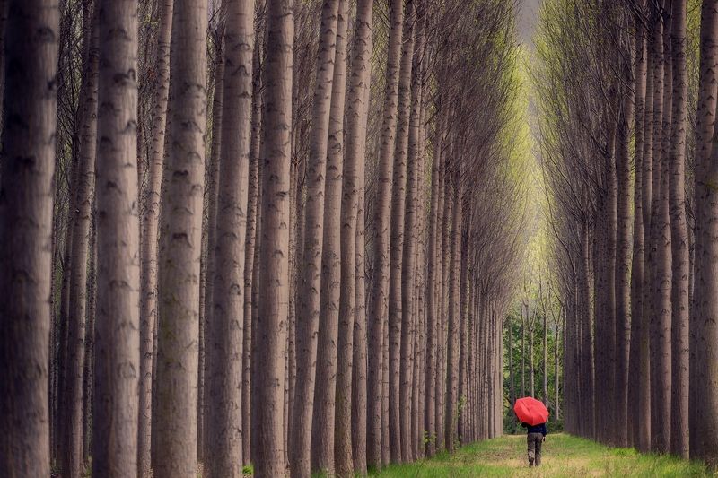 Red фото превью