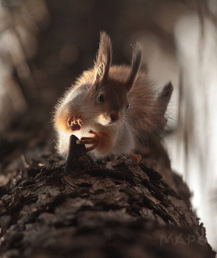 животные белка весна, Шангареев Марс