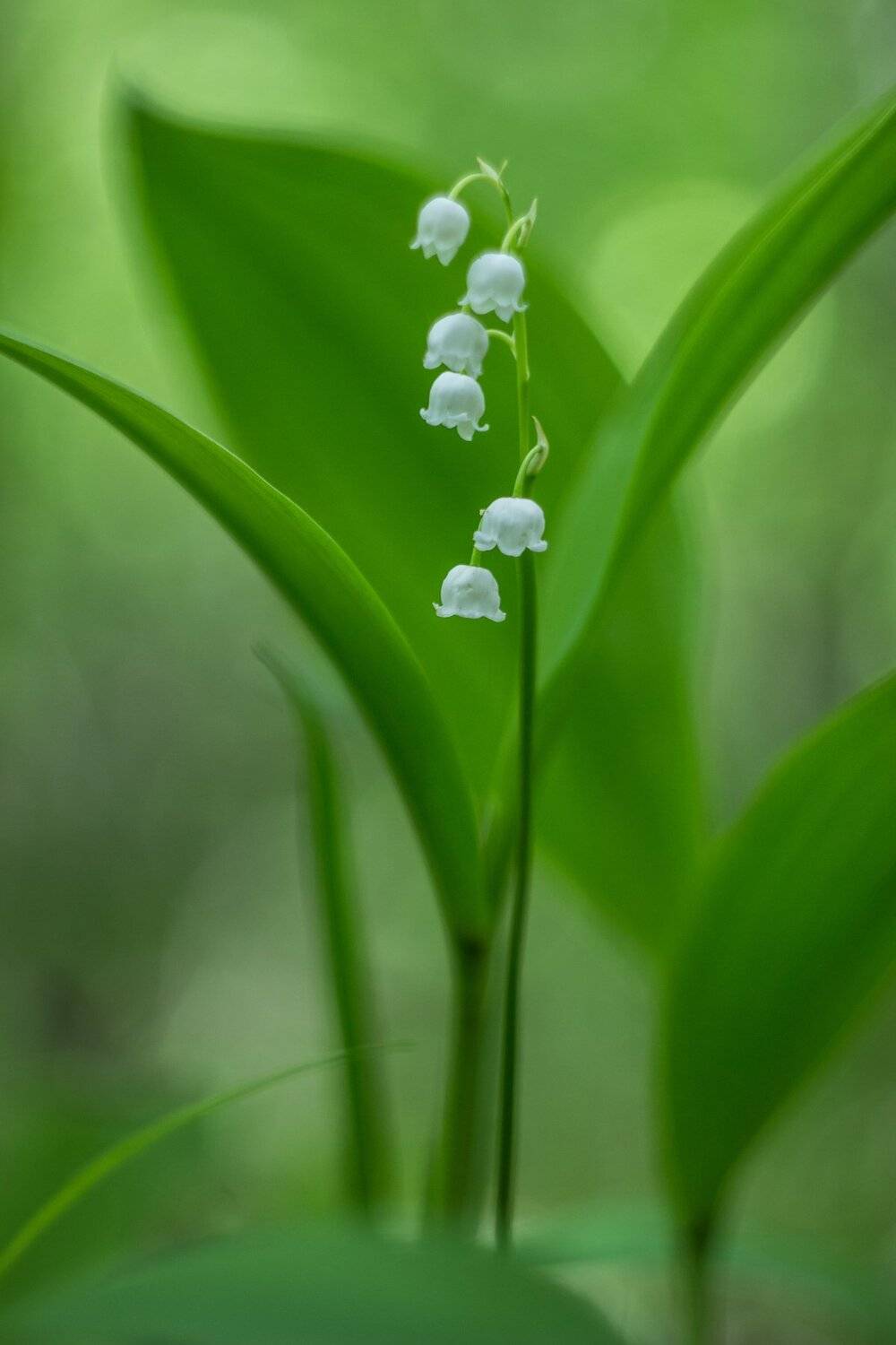 , Руслан Востриков