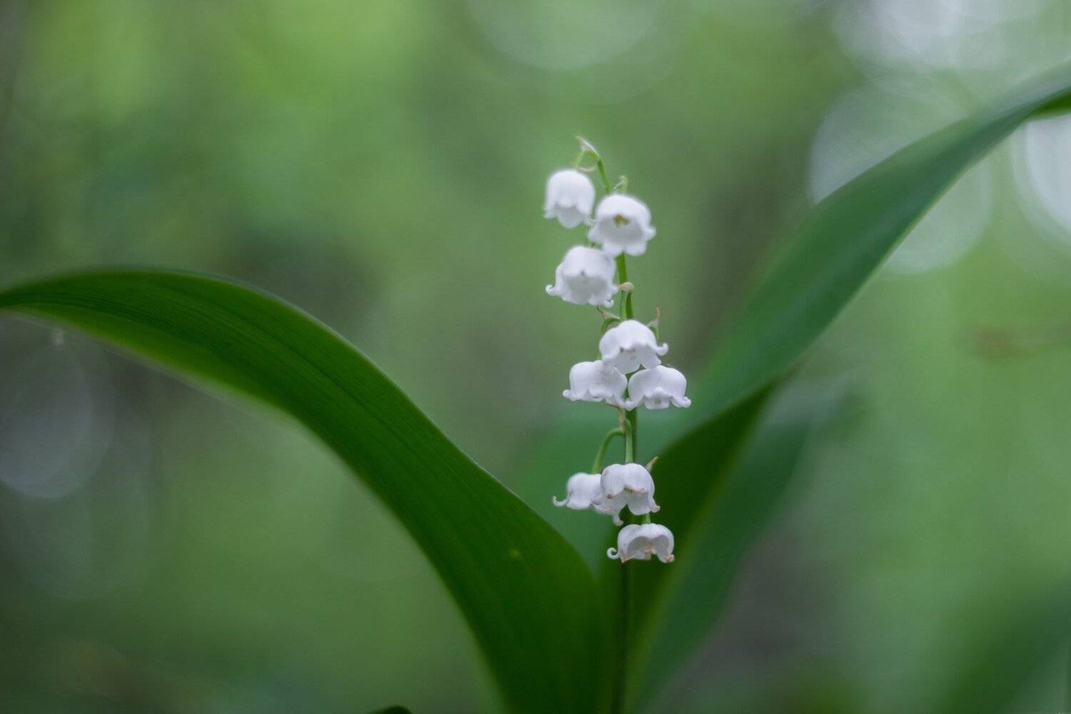 , Руслан Востриков