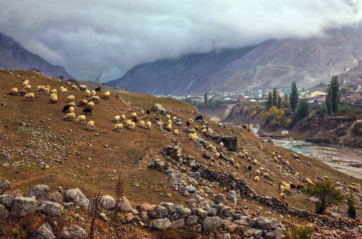 село,домашние животные,овцы,пастбище, Marat Magov