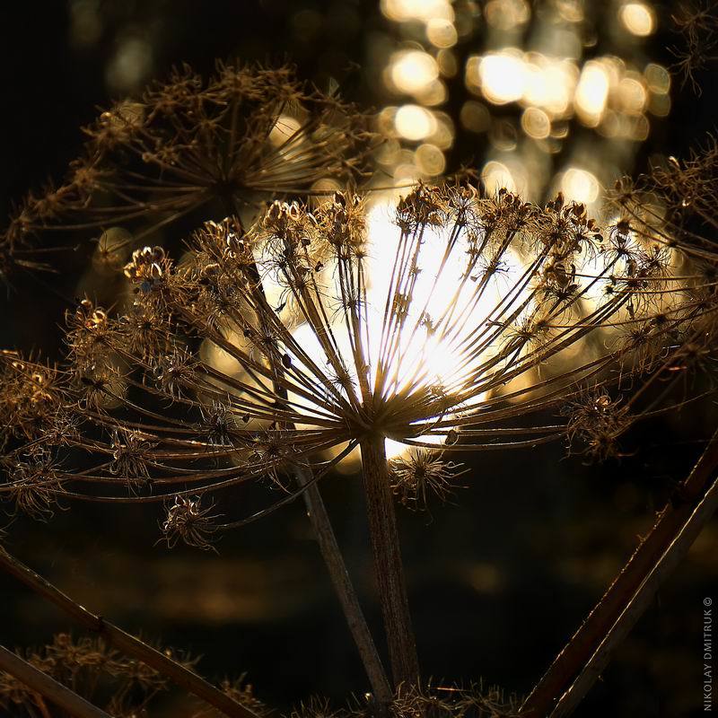 макро музыка Visser. 2018 фото превью