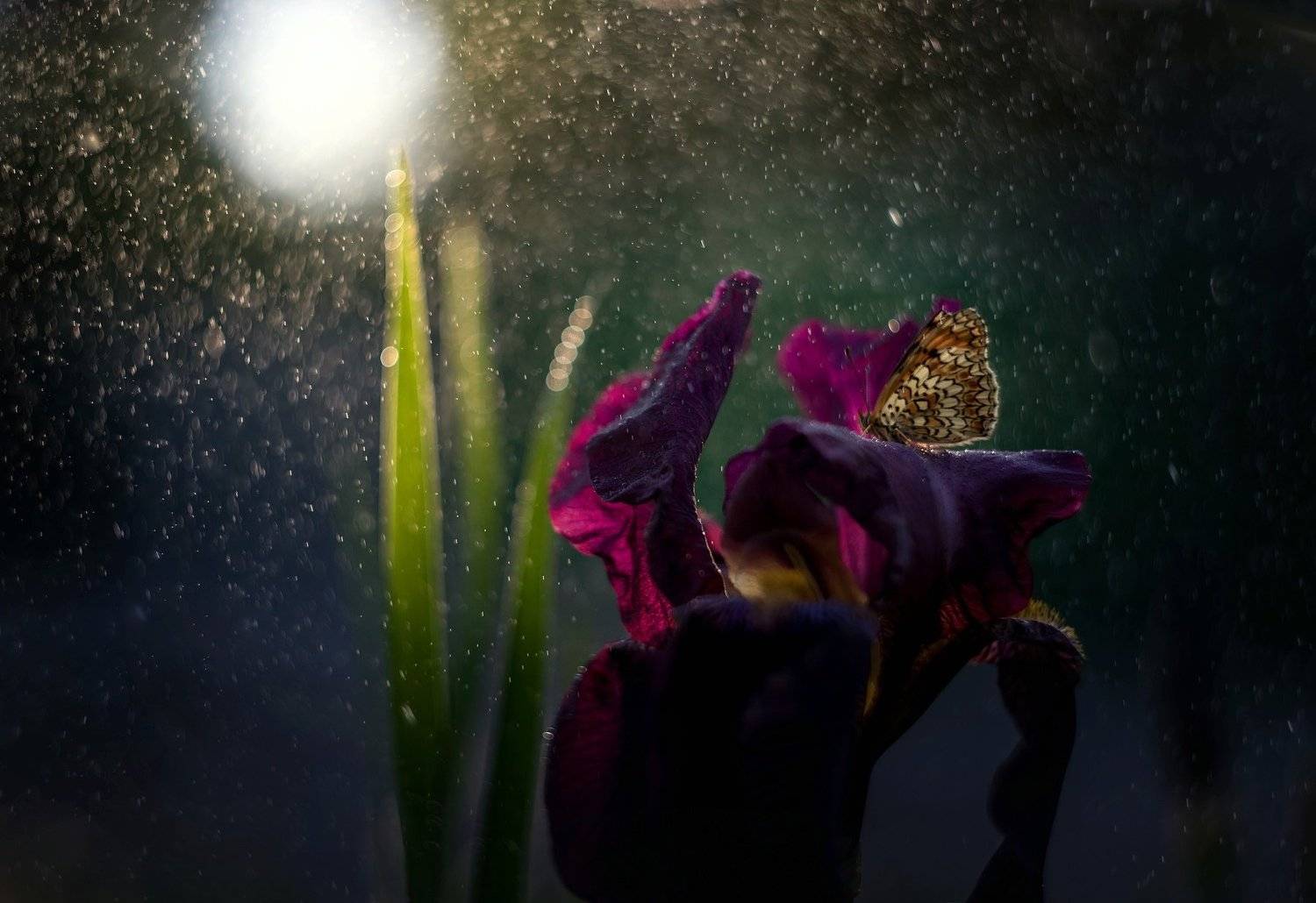 , Лилия Немыкина