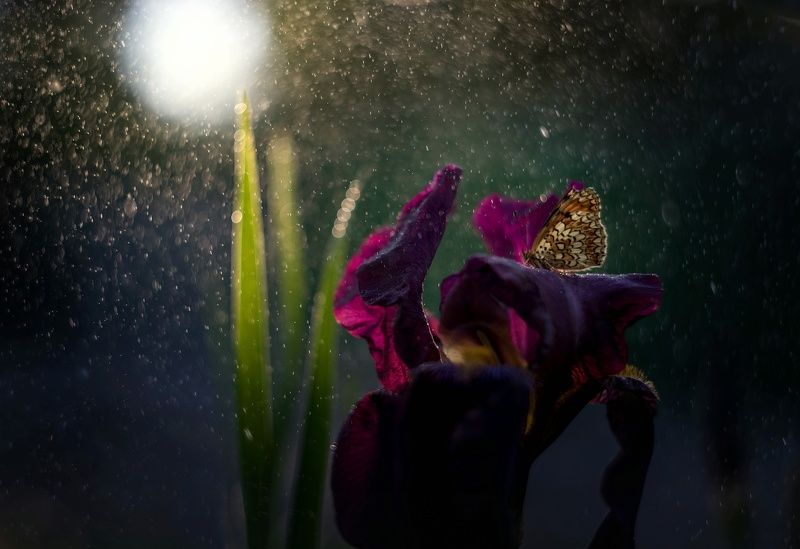 фото превью