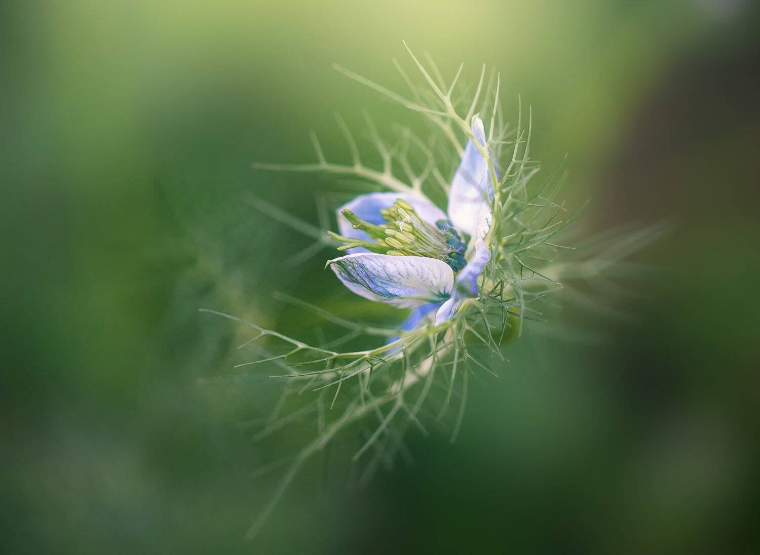 , Инна Сухова