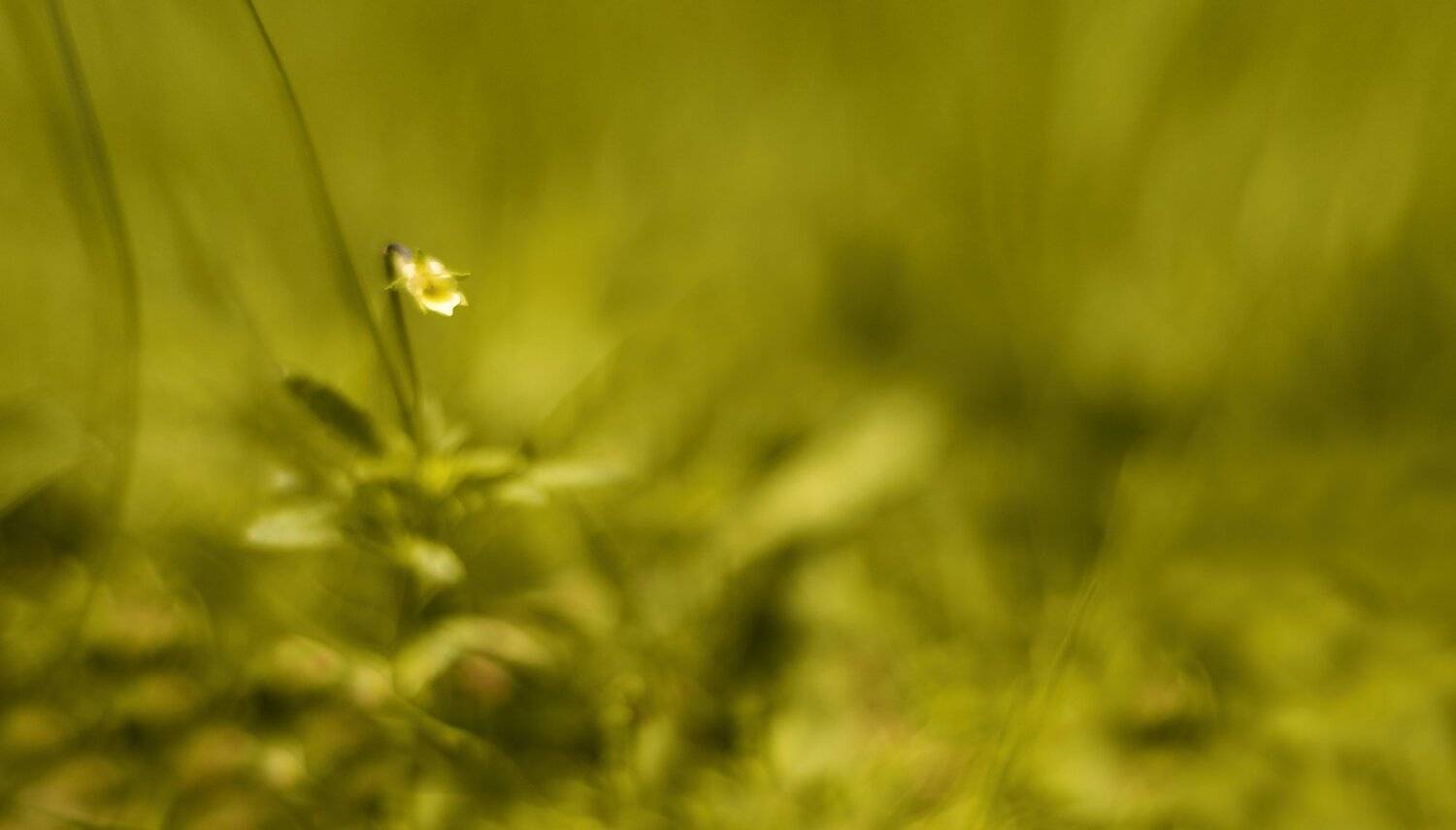 весна,природа,беларусь, Sixten ( Сергей )