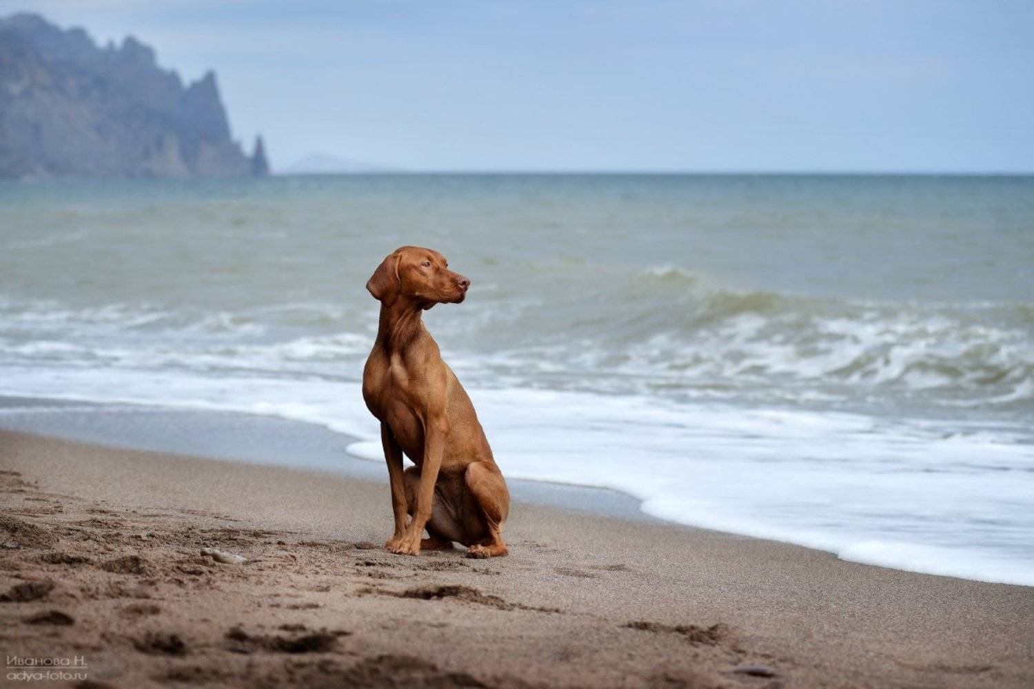 собака, венгерская, выжла, Надежда Иванова