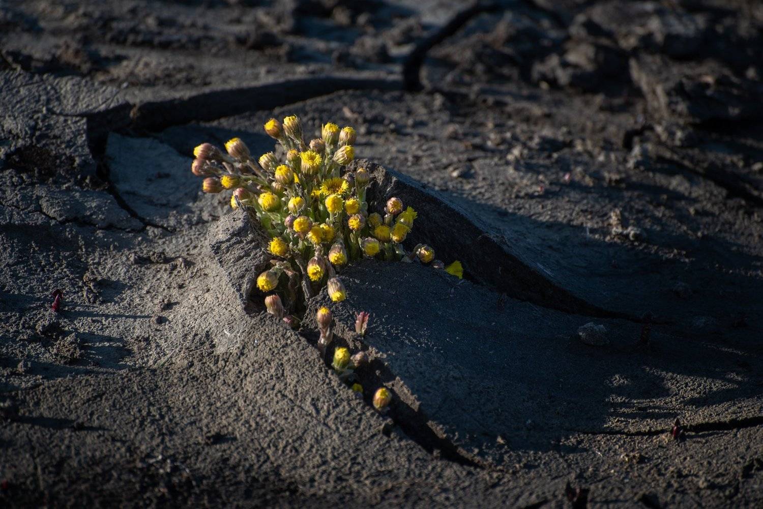 #весна #пролог #алтай #жизнь #энергия, Денис Соломахин