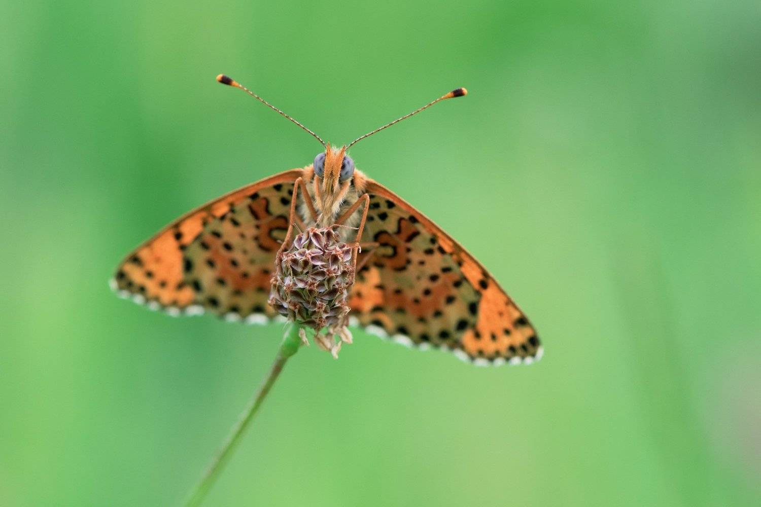 , Десислава Тодорова