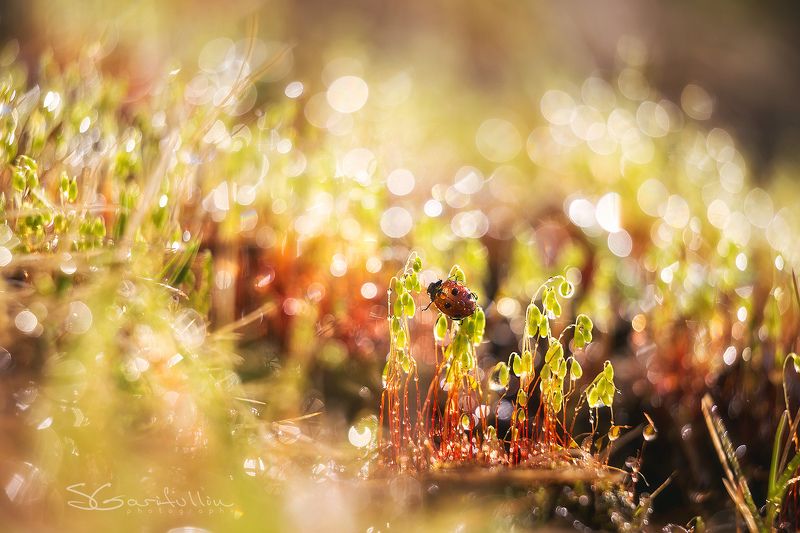 кукушкин лен, кукушкин лён, божья коровка, жук, мох, растения, макро, урал, средний урал Похождение бравой божьей коровки и кукушкин лён. фото превью