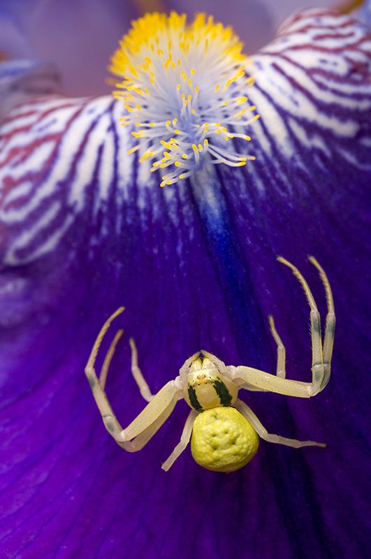 Крабов Паяк на Перуника фото превью