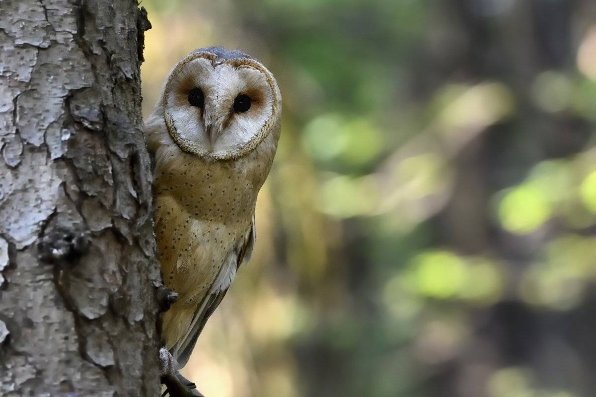 птицы birds tyto alba, Jaroslav Mego