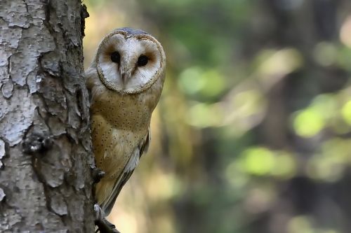 Tyto alba