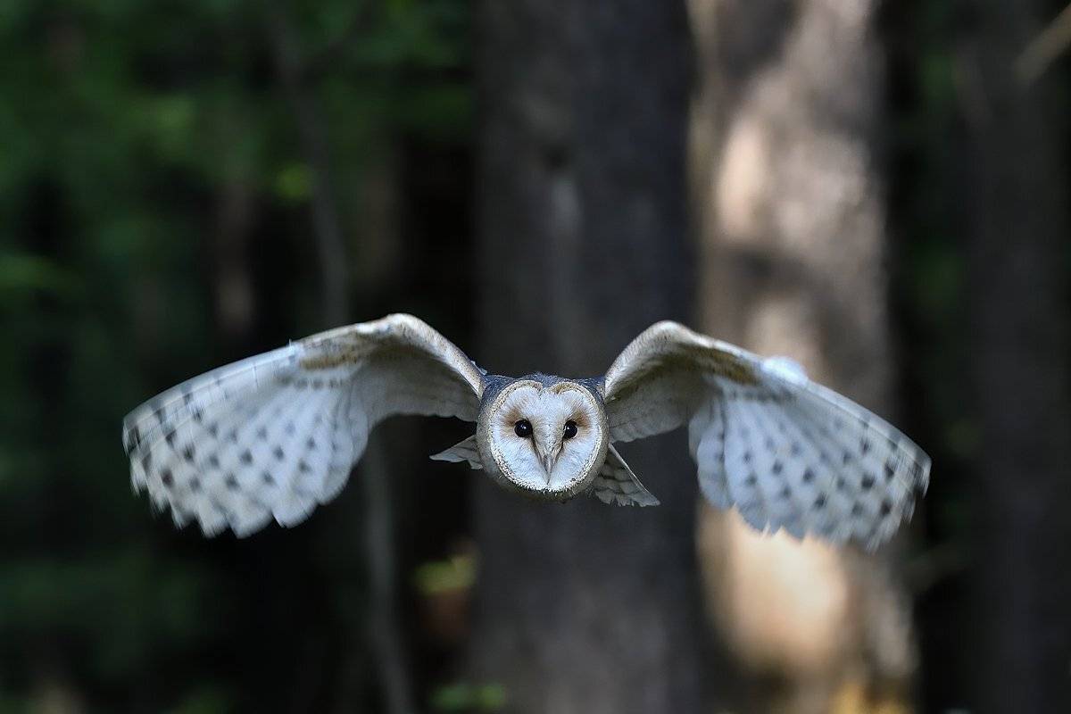 птицы birds tyto alba, Jaroslav Mego