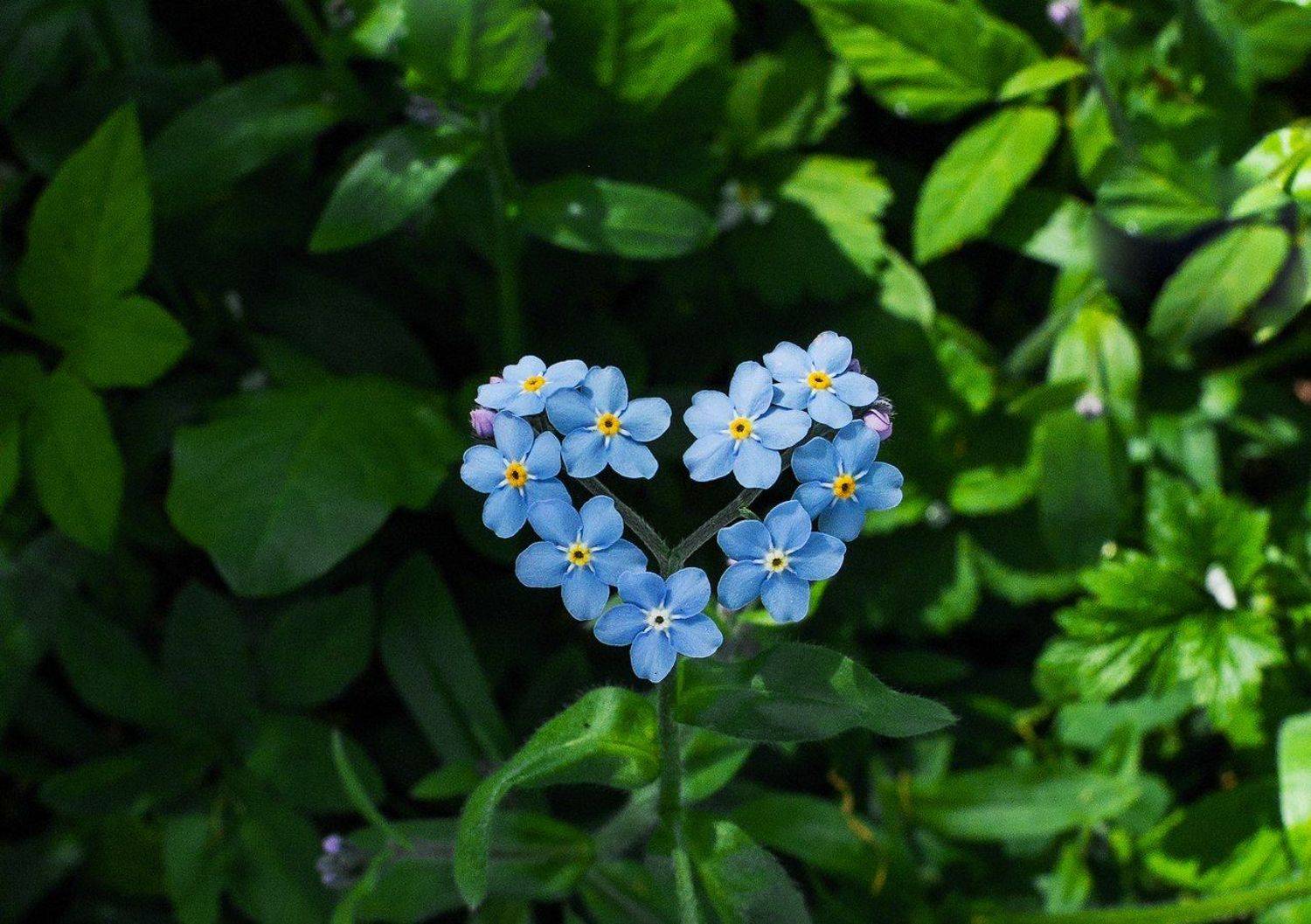 незабудки, Алинция Савельева