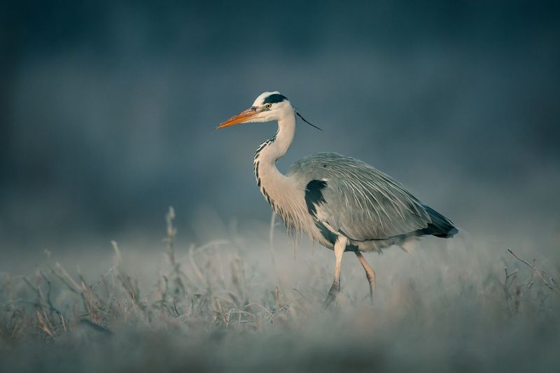 winter, snow, wildlife, animls, bird, heron, egret, poland, cold, frozen Grey heron фото превью