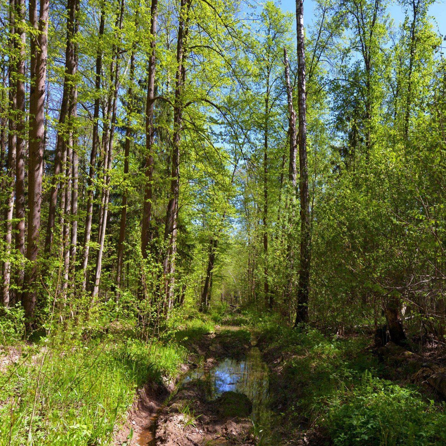 , Сергей Седов