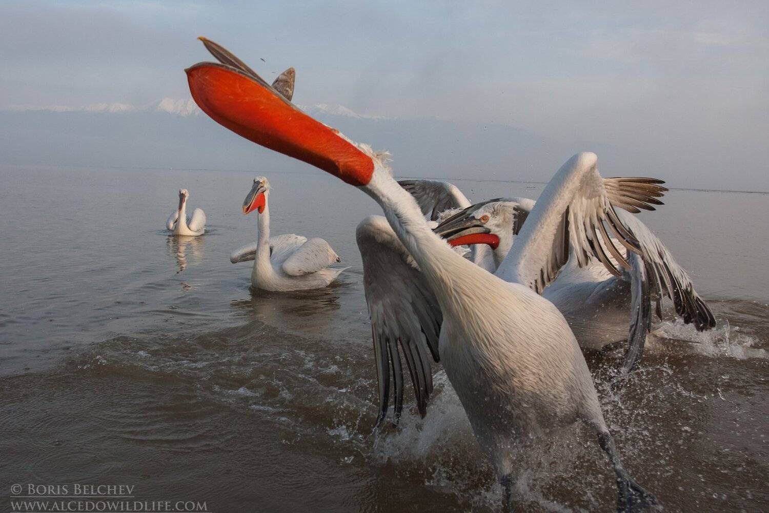 , Борис Белчев