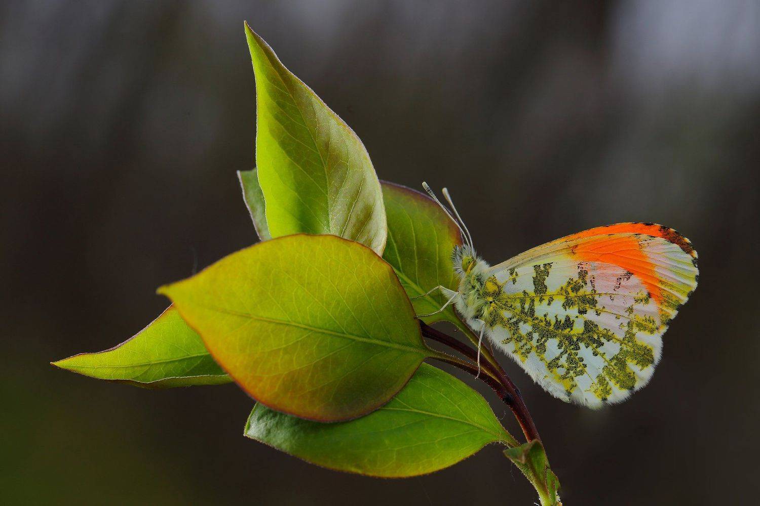 макросьемка, Иван Науменко