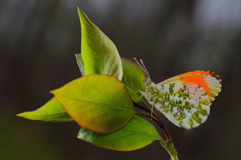 макросьемка Прозрачная весна фото превью