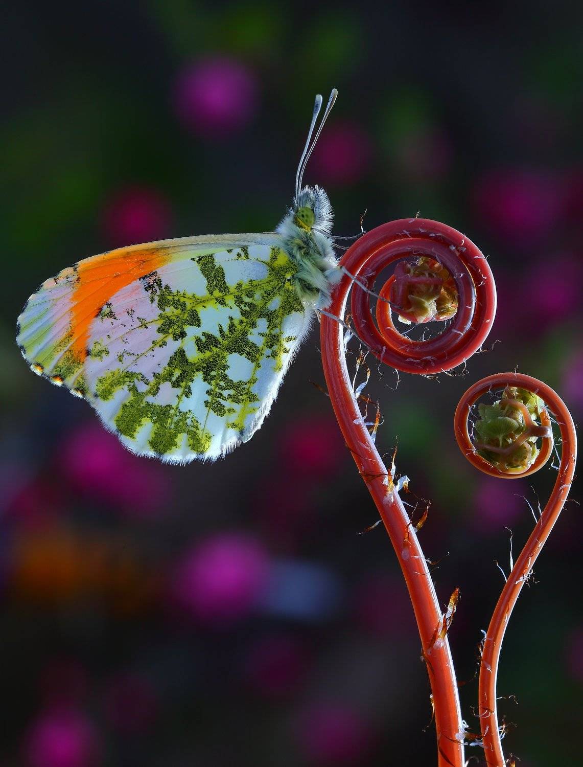 макросьемка, Иван Науменко