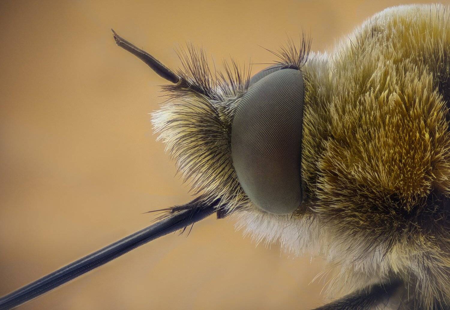 ceclii, macro, extrememacro, Tsvetan Ganev