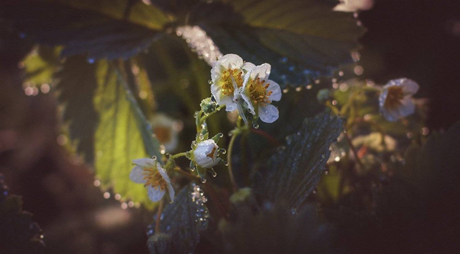 , Лана Тополева