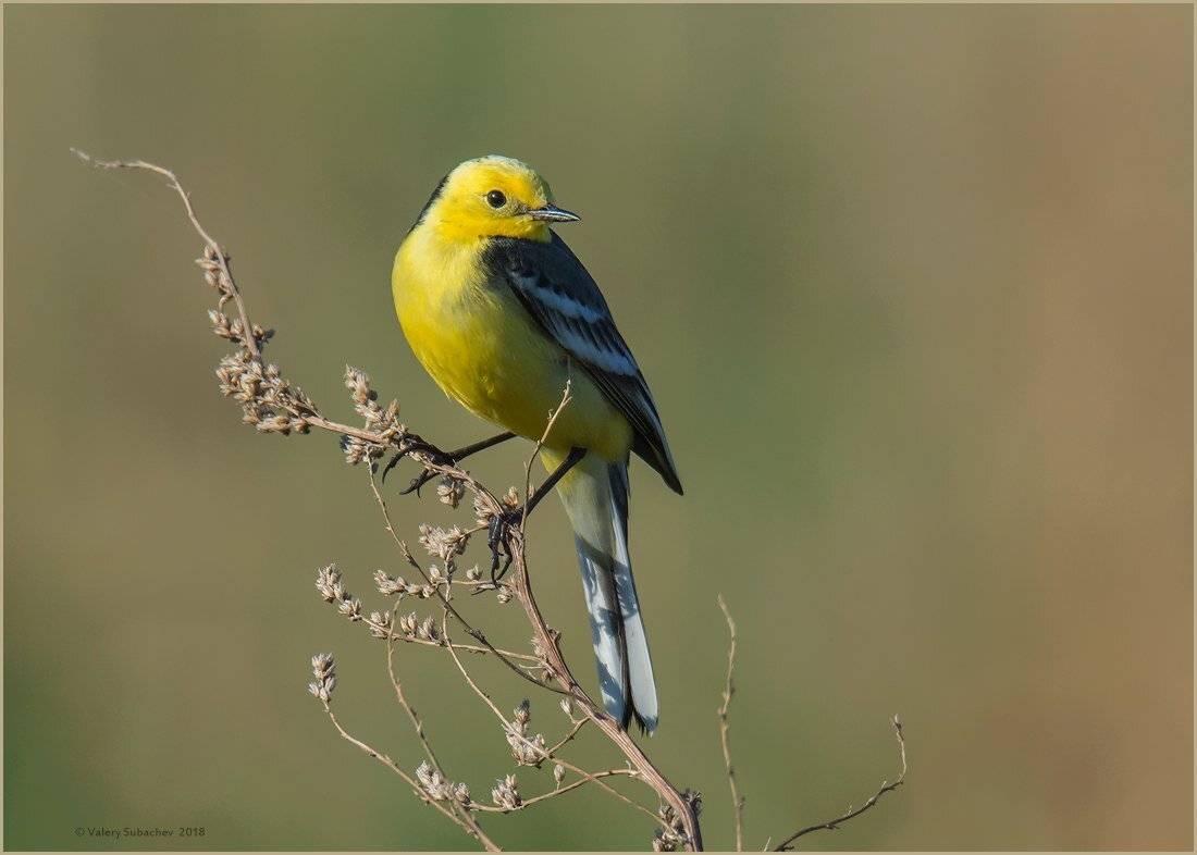 , Валерий Субачев