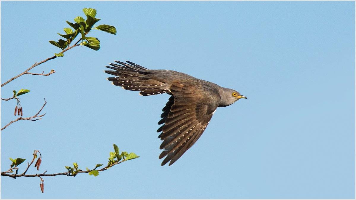 , Валерий Субачев