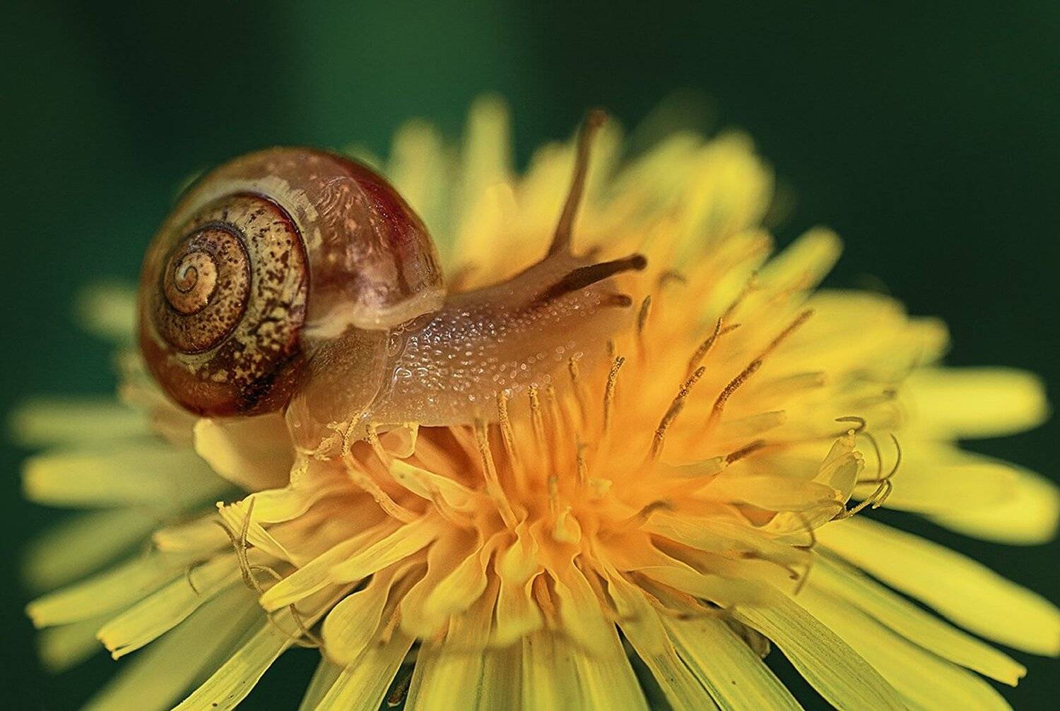 , Анатолий Зверев
