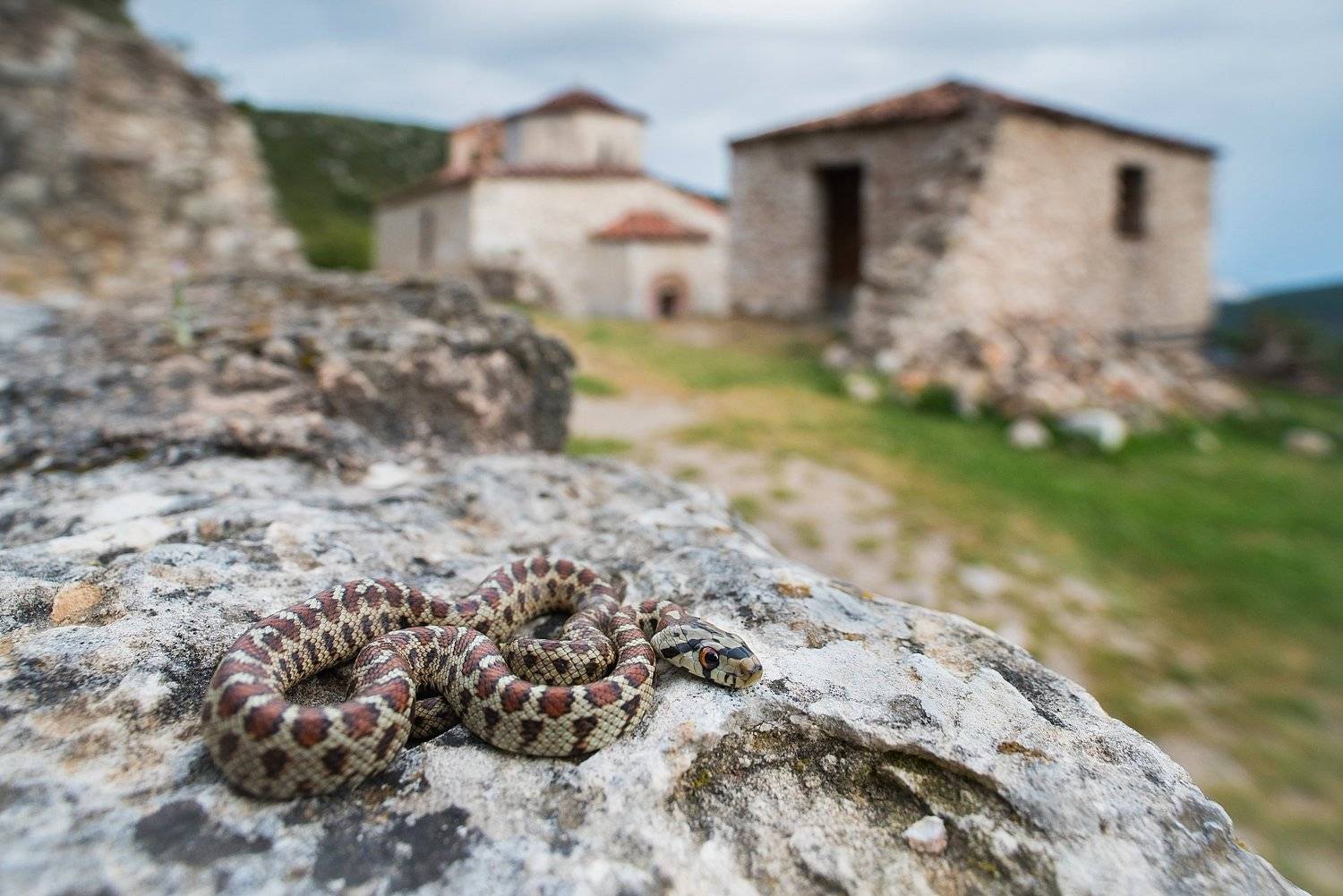 Леопардовы полоз , Мартин Попов