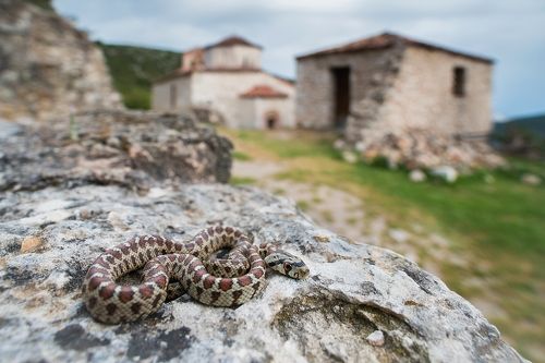 Леопардовы полоз (Zamenis situla)