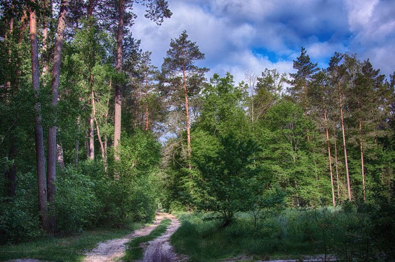 лес  весна Май фото превью