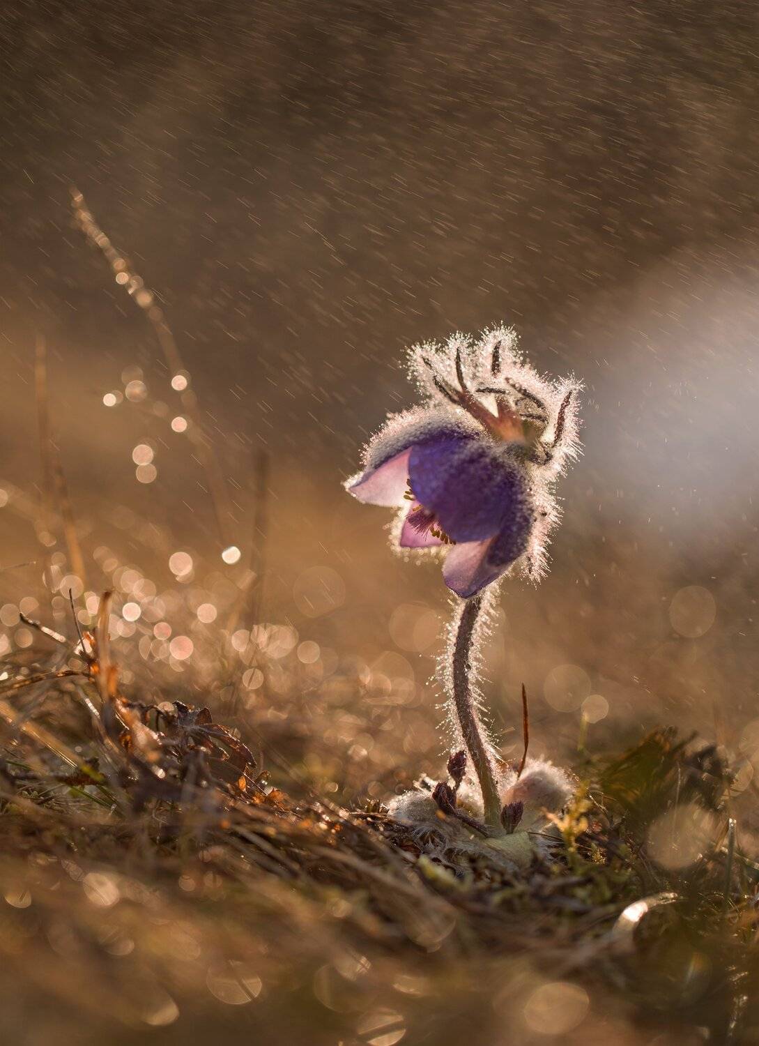 сон-трава, прострел, якутия, нерюнгри, май, Евгения Левина