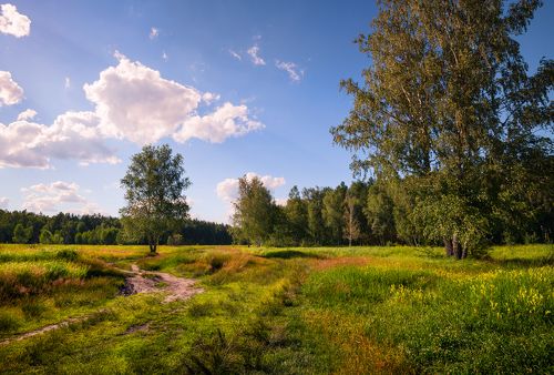 Вечер, луг, июньская жара