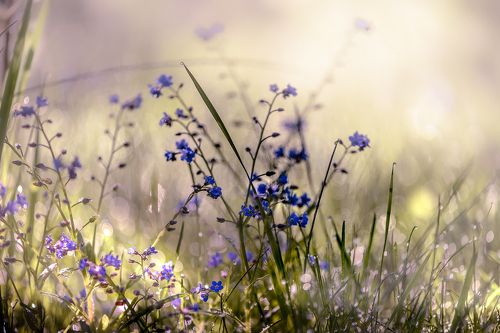 Forget-me-not