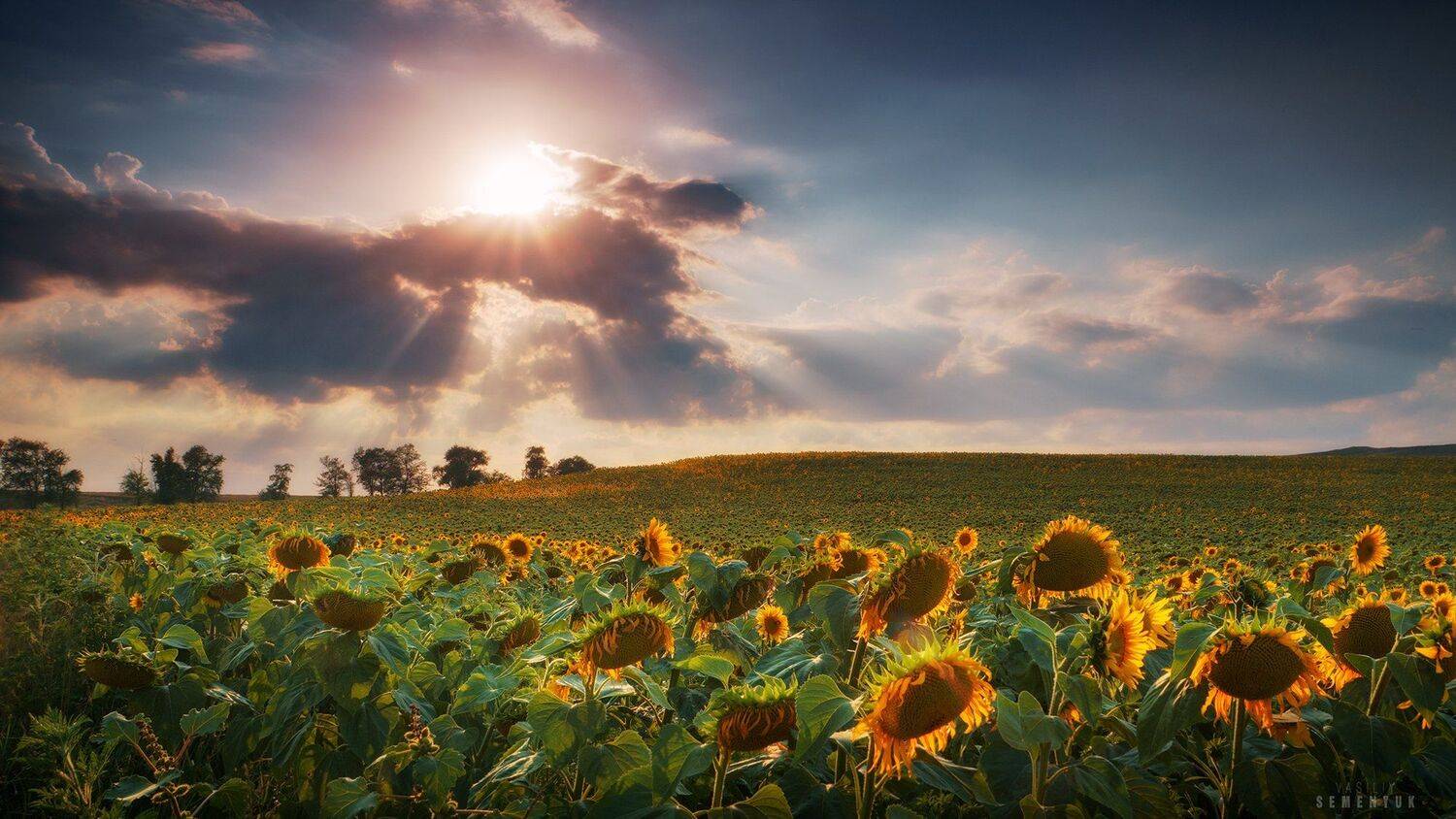 крым, подсолнухи, поле, закат, солнечные лучи, облачность, драматическое небо., Семенюк Василий