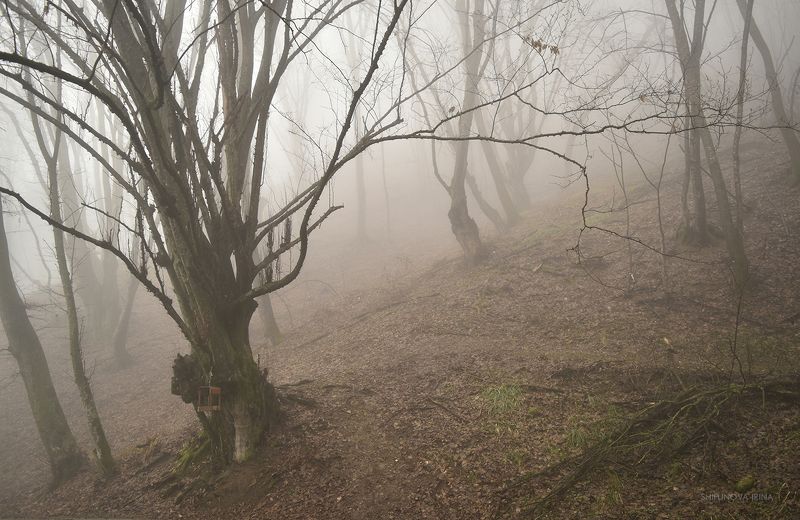 Мартовский туман фото превью